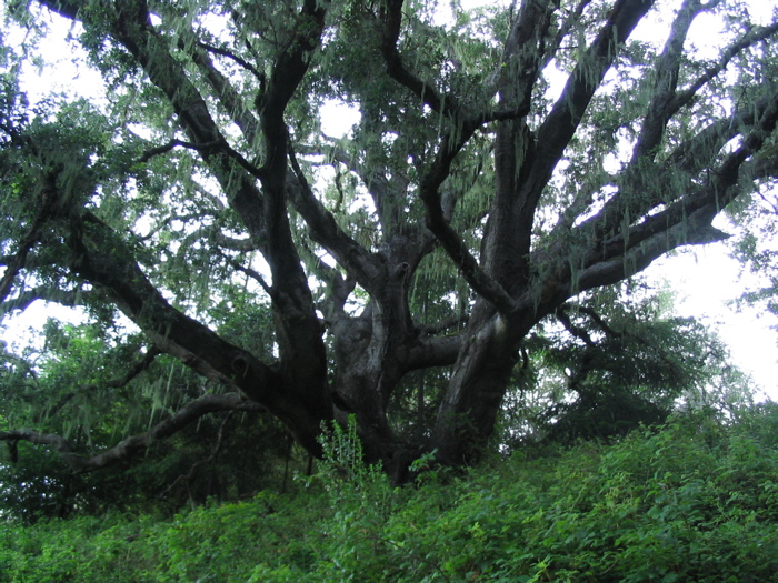 spanish moss on coast live oak